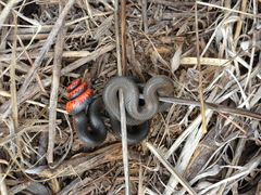 Diadophis punctatus similis