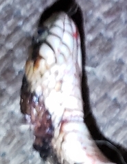 Nerodia fasciata image