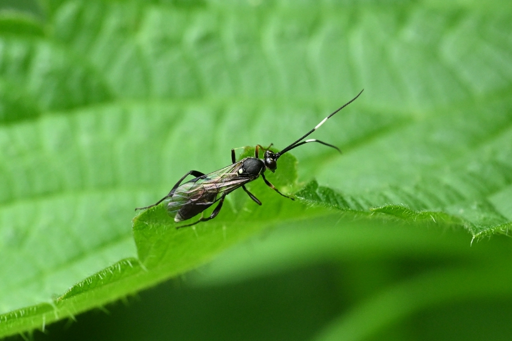 Dentilabus variegatus