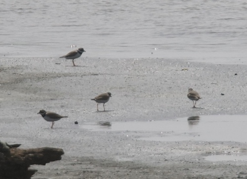 Common Ringed Plover