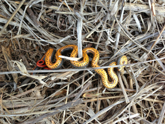 Diadophis punctatus similis