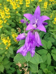 Campanula latifolia