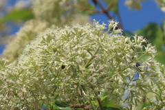 Koanophyllon pittieri