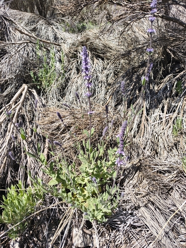 Nepeta teydea, photograph 1