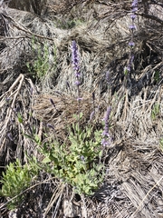 Nepeta teydea