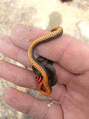 Diadophis punctatus similis