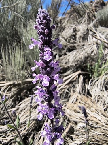 Nepeta teydea, photograph 2