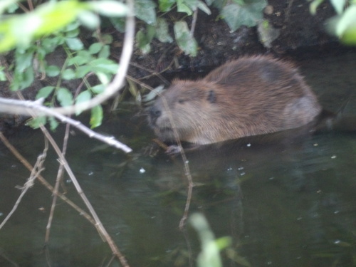 dam observation 2