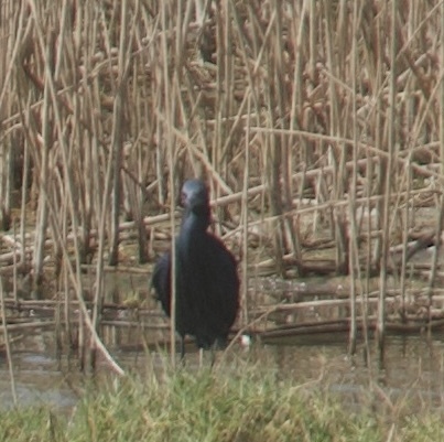 iNaturalist image