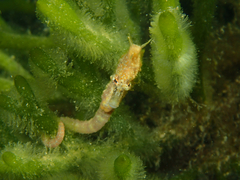 Hippocampus breviceps