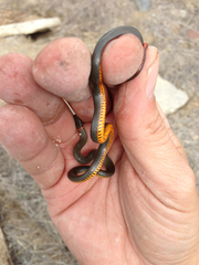 Diadophis punctatus similis