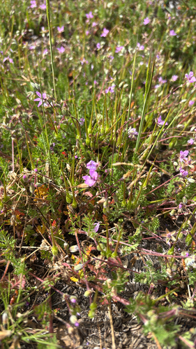 Erodium cicutarium observed 2026-05-20