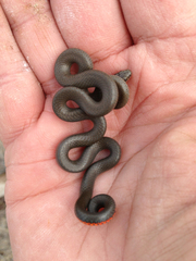 Diadophis punctatus similis