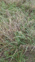 Dichanthium