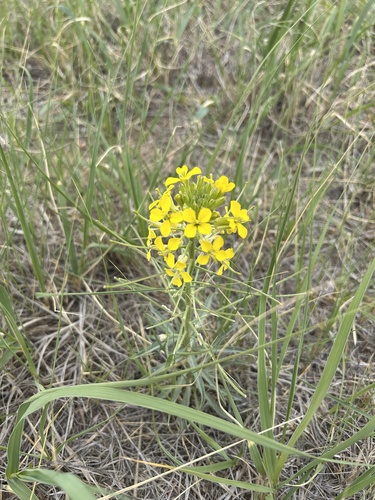 Prairie-rocket Wallflower