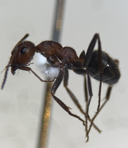 Formica microgyna