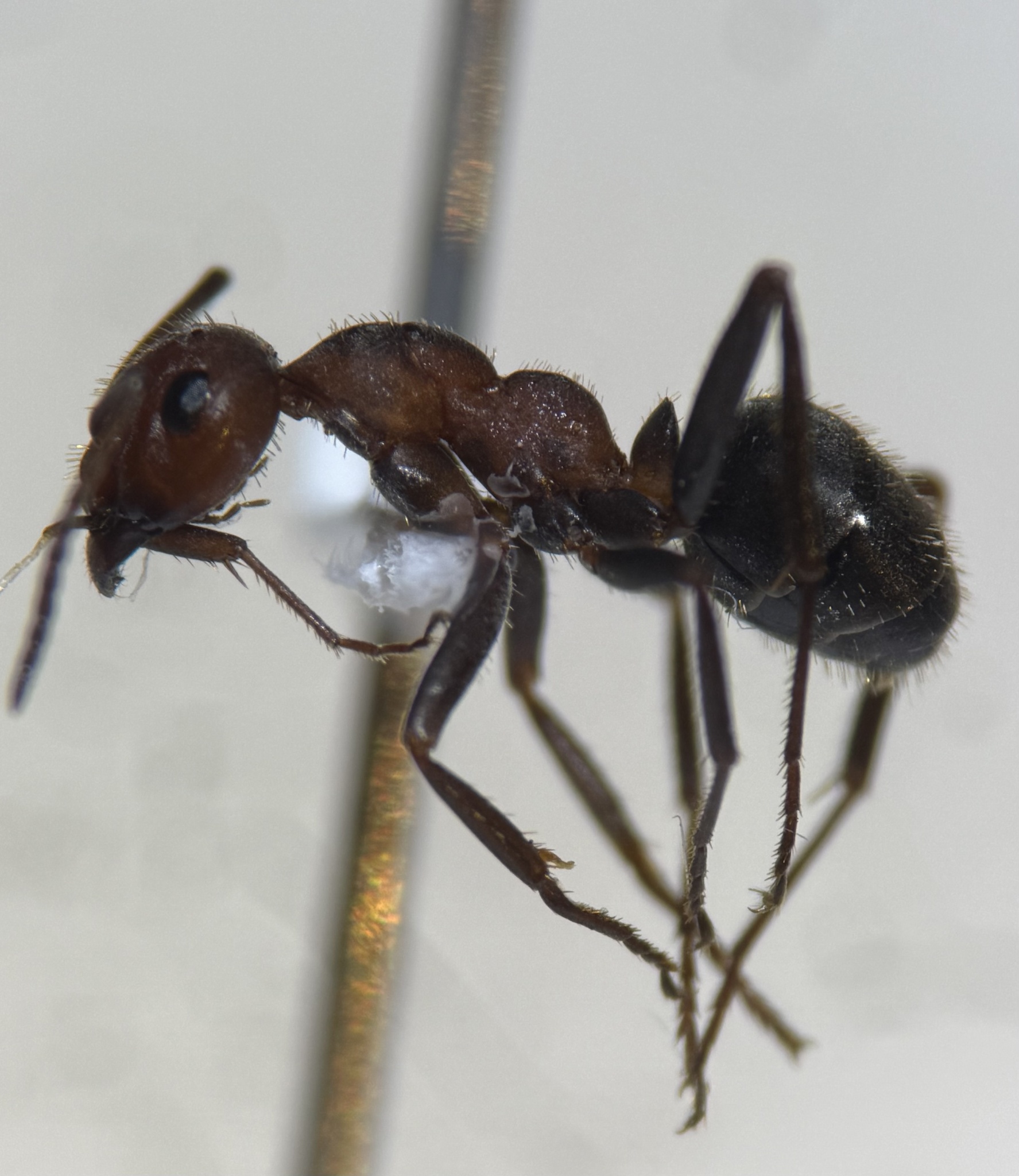 Formica microgyna