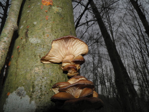 Geltonkotis skiautenėlis