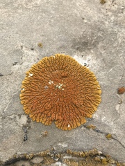 Xanthomendoza trachyphylla