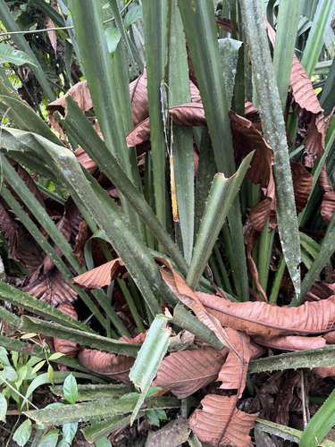 Aechmea magdalenae, photograph 3