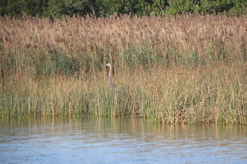 iNaturalist image