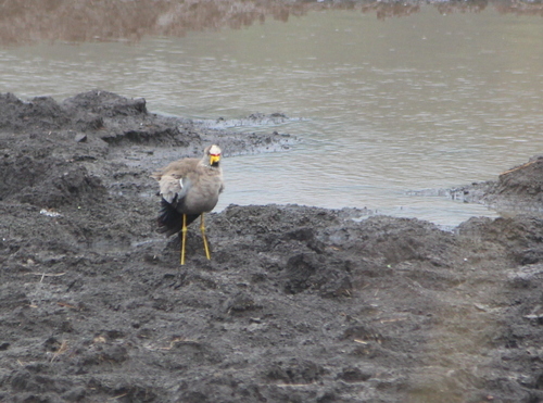 iNaturalist image