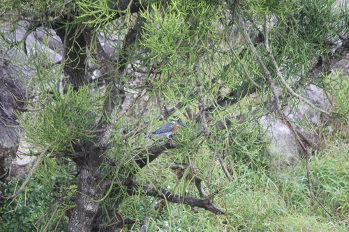 iNaturalist: (c) janet_taylor, some rights reserved (CC BY-NC), uploaded by janet_taylor iNaturalist image