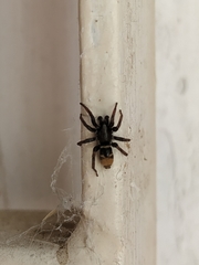 Latonigena auricomis