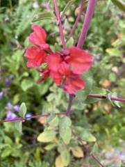 Clarkia unguiculata