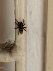 Latonigena auricomis
