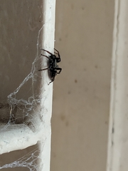 Latonigena auricomis