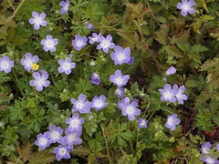 Nemophila