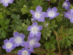 Nemophila