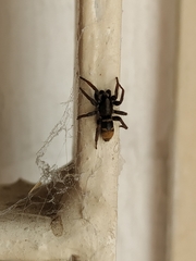 Latonigena auricomis
