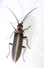 Oxycopis mimetica