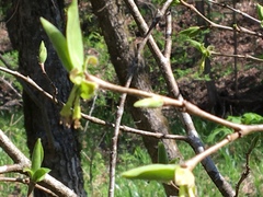 Dirca decipiens