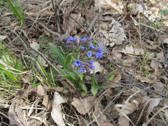 Pulmonaria angustifolia