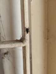 Latonigena auricomis