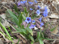 Pulmonaria angustifolia
