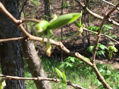 Dirca decipiens