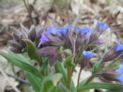 Pulmonaria angustifolia