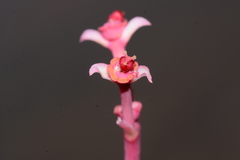 Euphorbia khandallensis