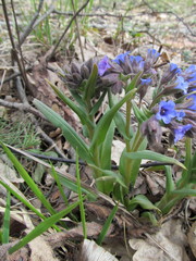Pulmonaria angustifolia