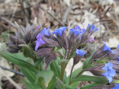 Pulmonaria angustifolia