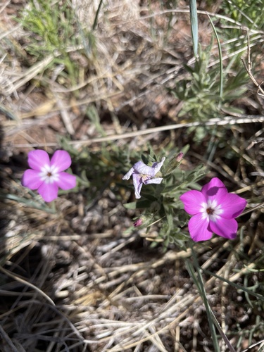 Phlox nana, photograph 3