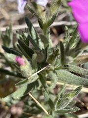 Phlox nana, photograph author not stated, no rights reserved