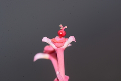 Euphorbia khandallensis