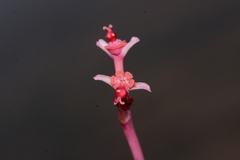 Euphorbia khandallensis