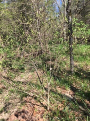 Dirca decipiens