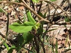 Dirca decipiens